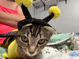 BUMBLE, image 2