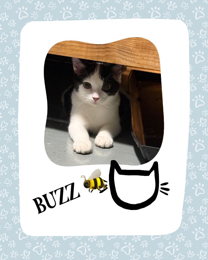 BUZZ