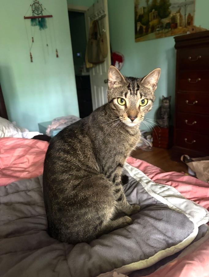 Loki