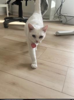 Snowball
