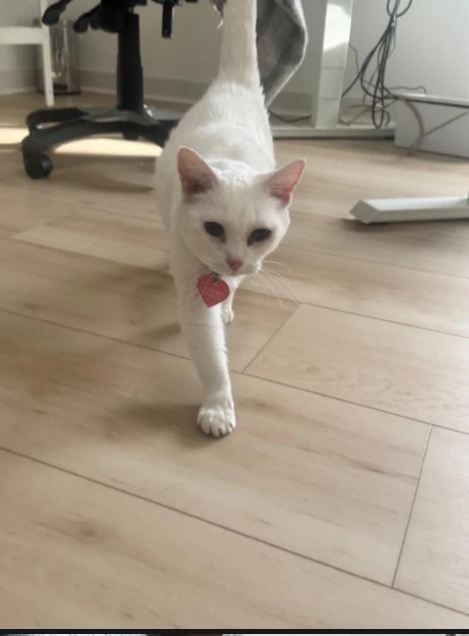 Snowball