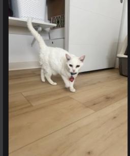 Snowball, image 2