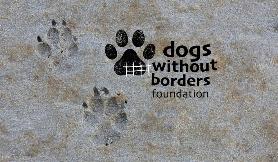 Dogs Without Borders Foundation logo