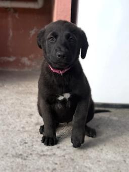 Marley