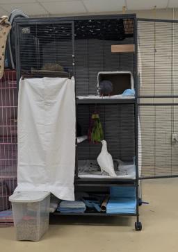 Tyto, image 4