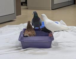 Tyto, image 5
