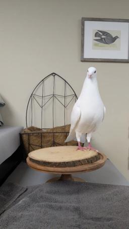 Tyto, image 2