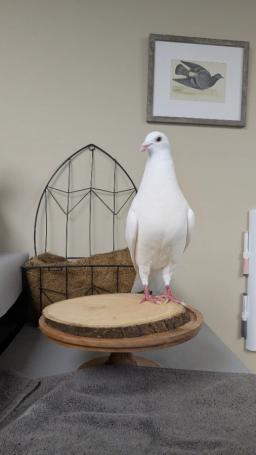 Tyto, image 3