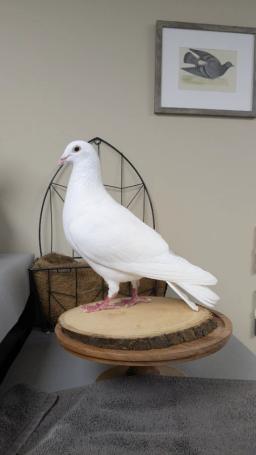 Tyto