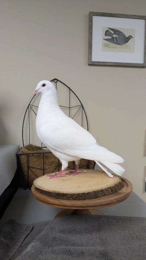Tyto
