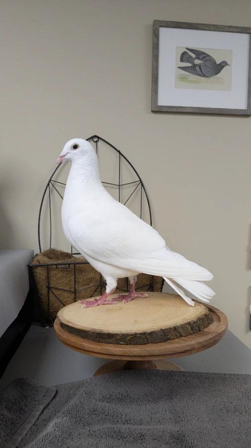 Tyto