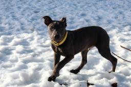 Rocky, image 3