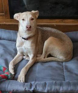 Tilly, image 4