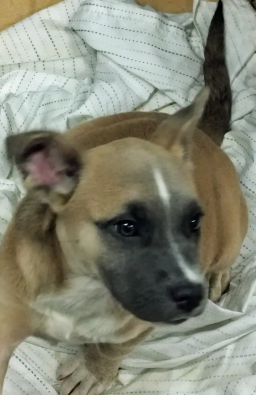 Lily, image 2
