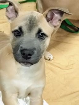 KODA, image 5