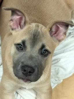 KODA