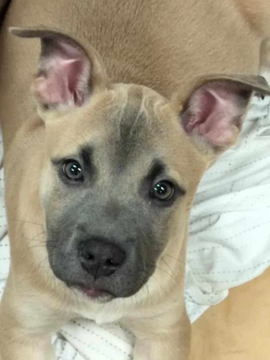 KODA