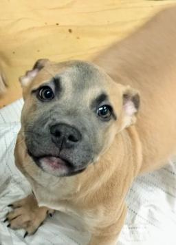 KODA, image 3