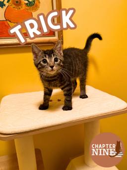 Trick, image 5