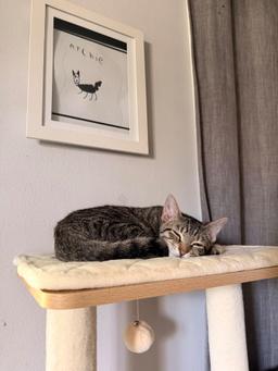 Pancake, image 2