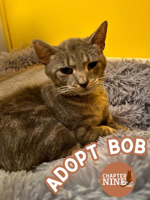 Bob