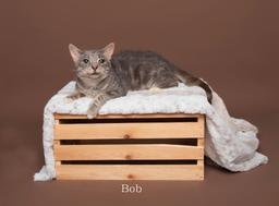 Bob, image 2
