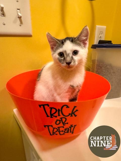 Treat
