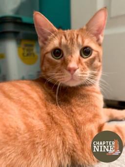 Frankie, image 3