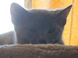 Tortilla, image 2
