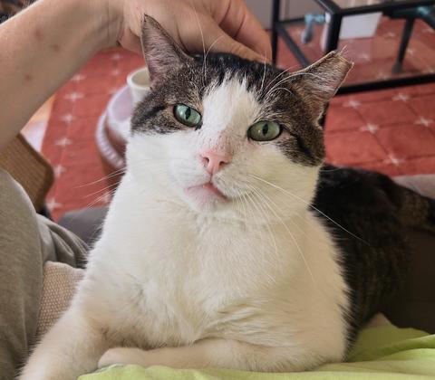 Meatball