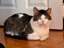 Meatball, image 2