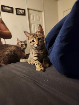 Rajah, image 2