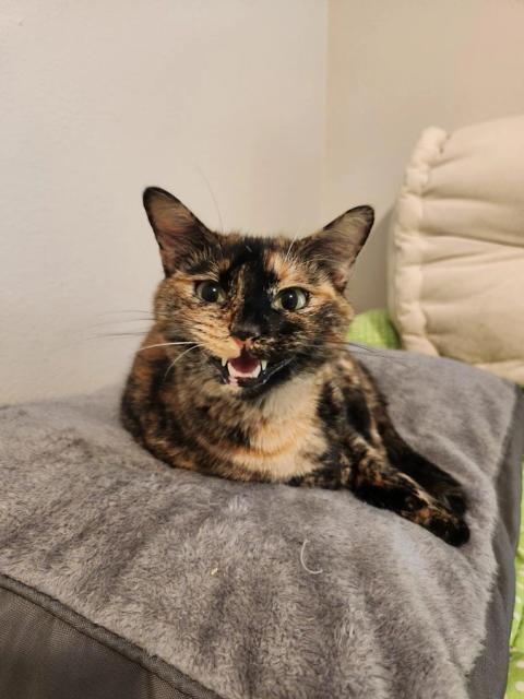 Patra