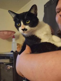 Ozzy, image 3
