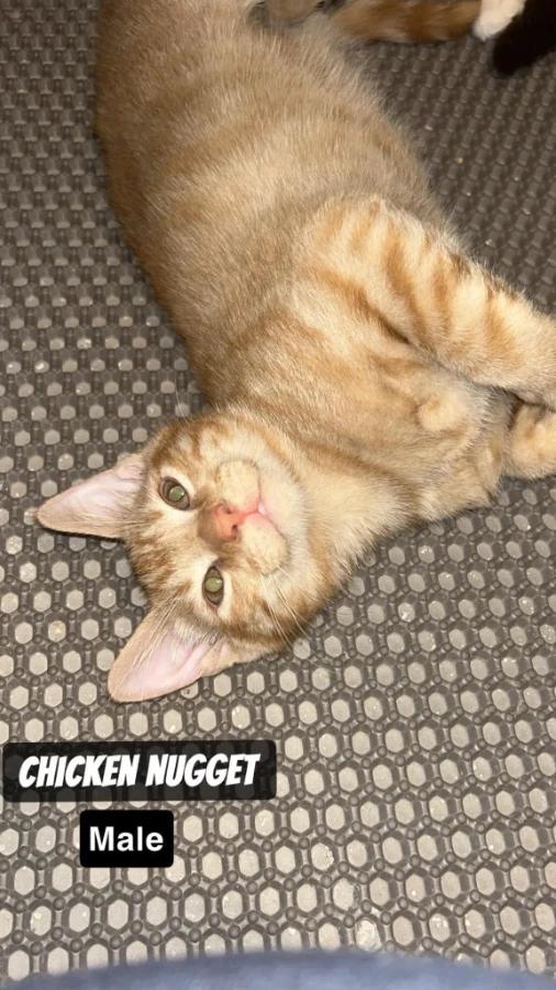 Chicken Nugget