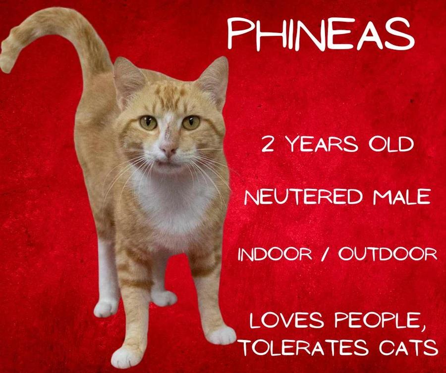 Phineas