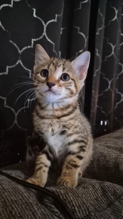 Rajah