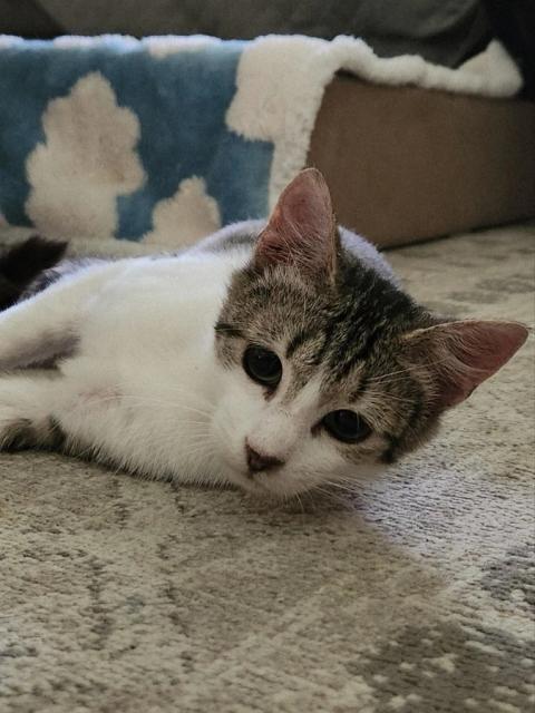 Midori