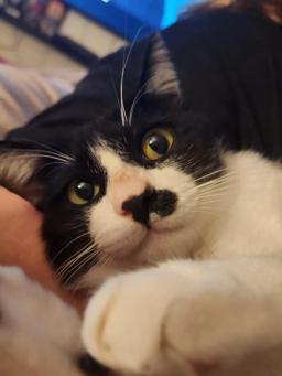 Ozzy, image 5