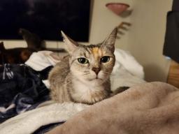 Athena, image 2