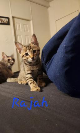 Rajah, image 3