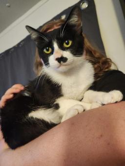 Ozzy, image 2