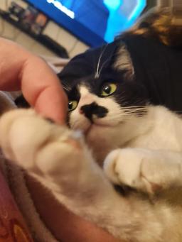 Ozzy, image 4
