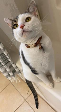 Arya, image 3