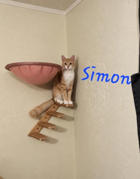 Simon 