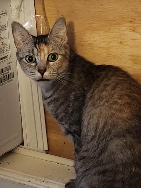 Athena