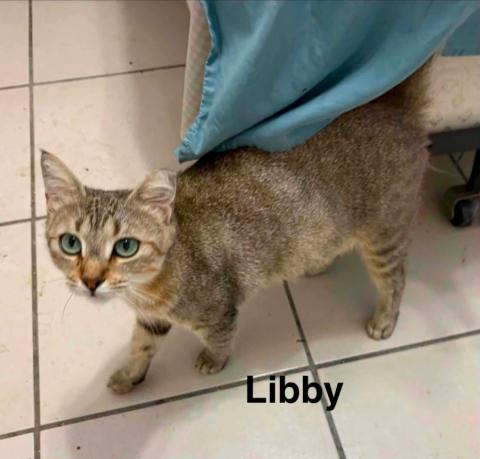 Libby
