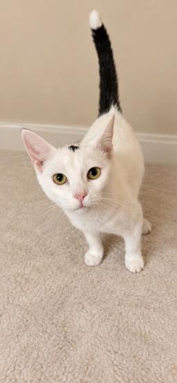 Nib