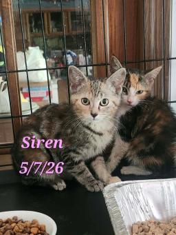 Siren, image 2
