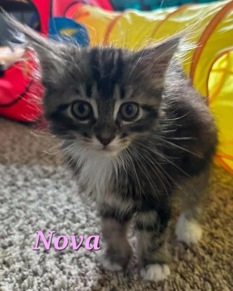 Nova